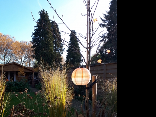 gallery/najaar tuinfoto petticoat